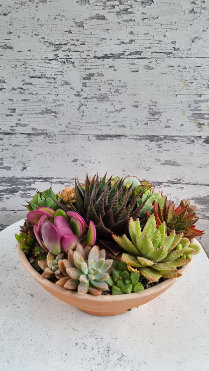 Succulent Bouquet in Plastic Terra Pot
