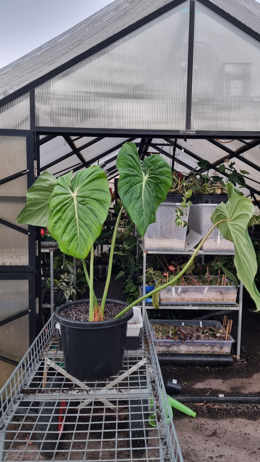 Philodendron 'Dean McDowell' - Non TC LARGE