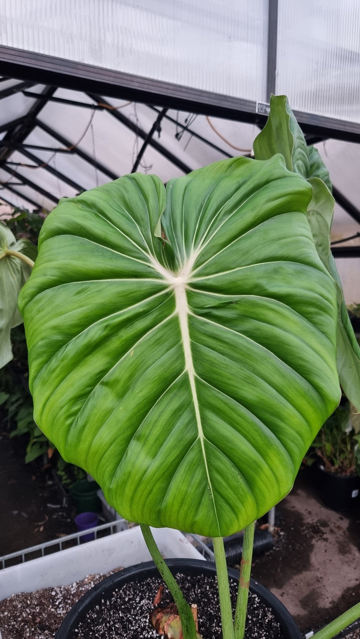 Philodendron 'Dean McDowell' - Non TC LARGE