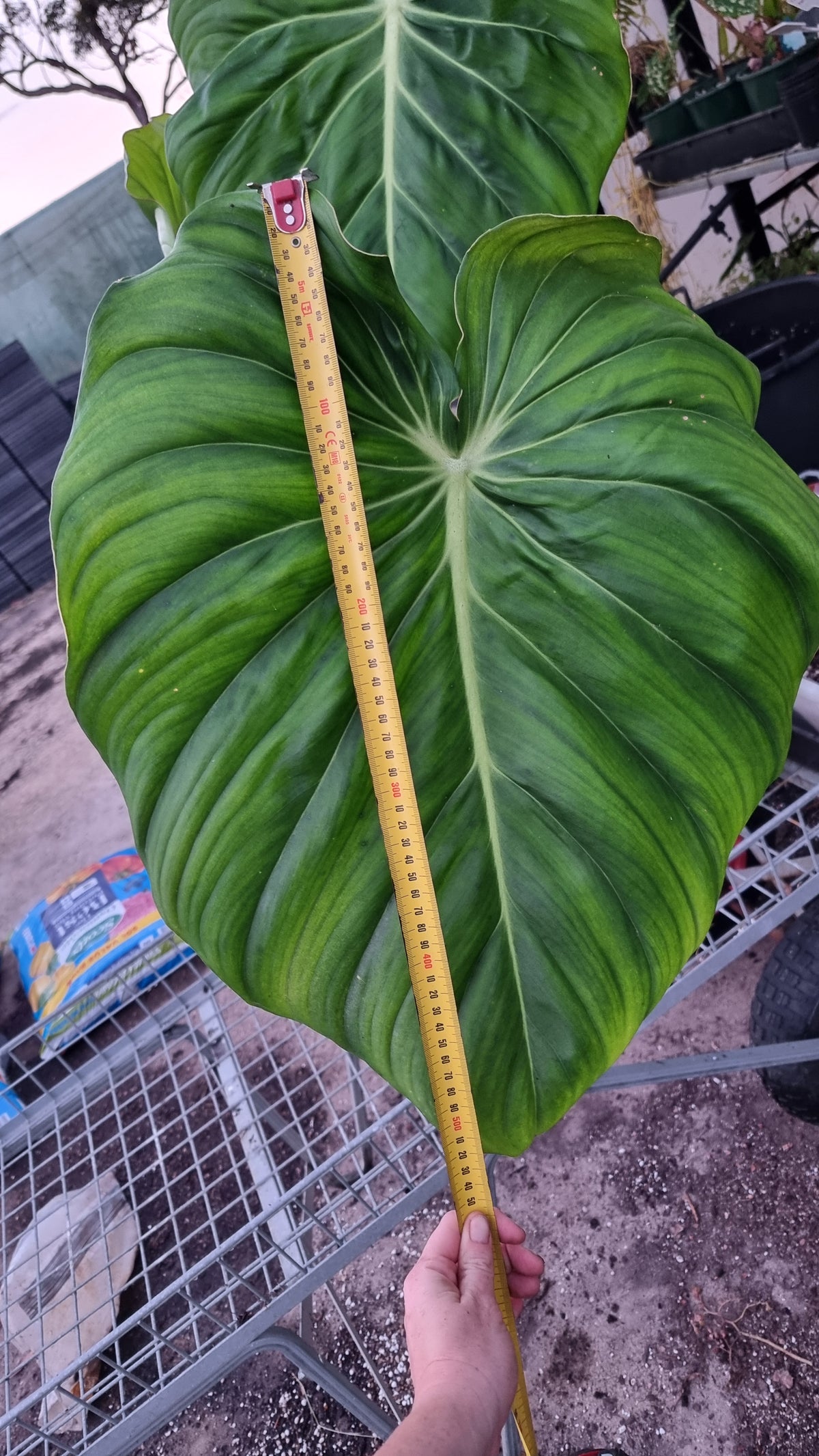 Philodendron 'Dean McDowell' - Non TC LARGE