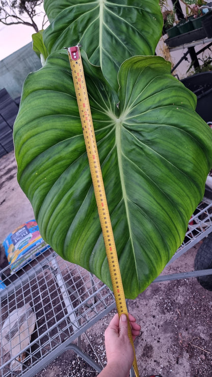 Philodendron 'Dean McDowell' - Non TC LARGE