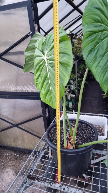 Philodendron 'Dean McDowell' - Non TC LARGE
