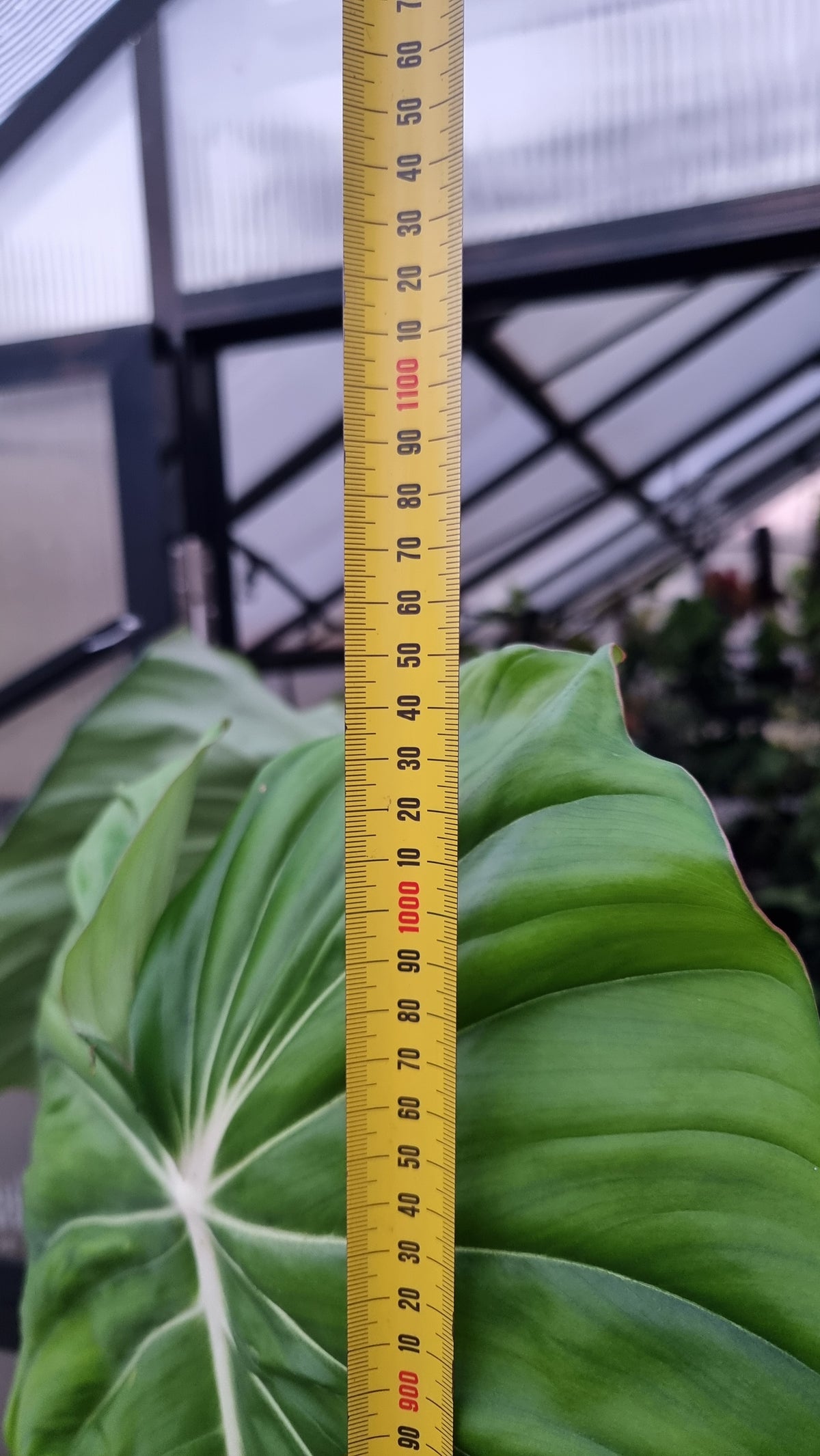 Philodendron 'Dean McDowell' - Non TC LARGE