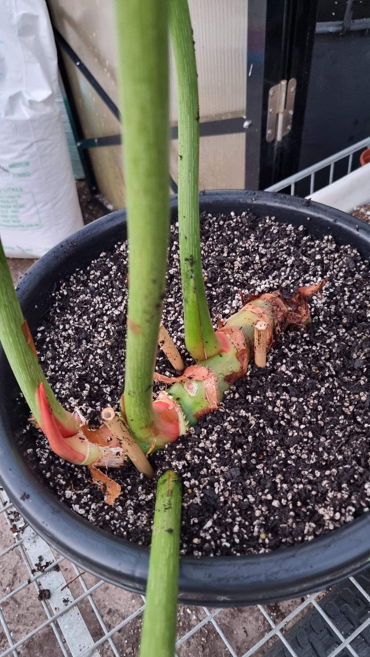 Philodendron 'Dean McDowell' - Non TC LARGE