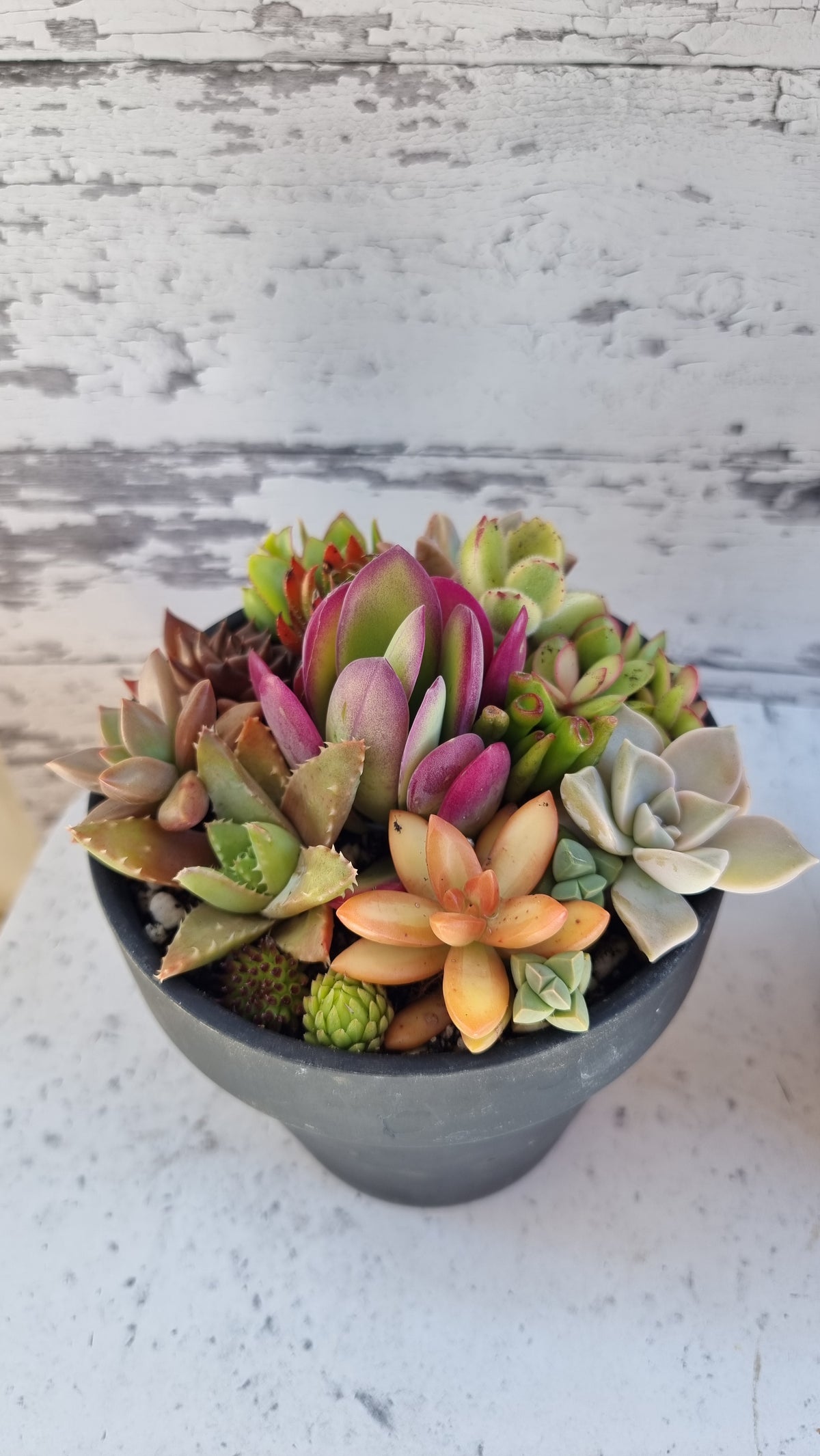 Succulent Bouquet in Terracotta Pot 14cm