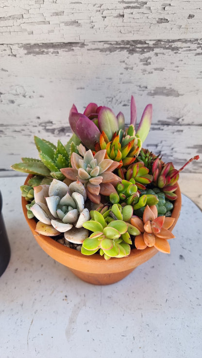 Succulent Bouquet in Terracotta Pot 16cm