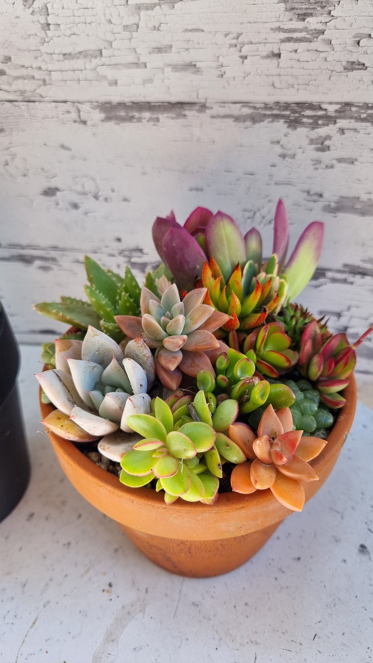 Succulent Bouquet in Terracotta Pot 16cm