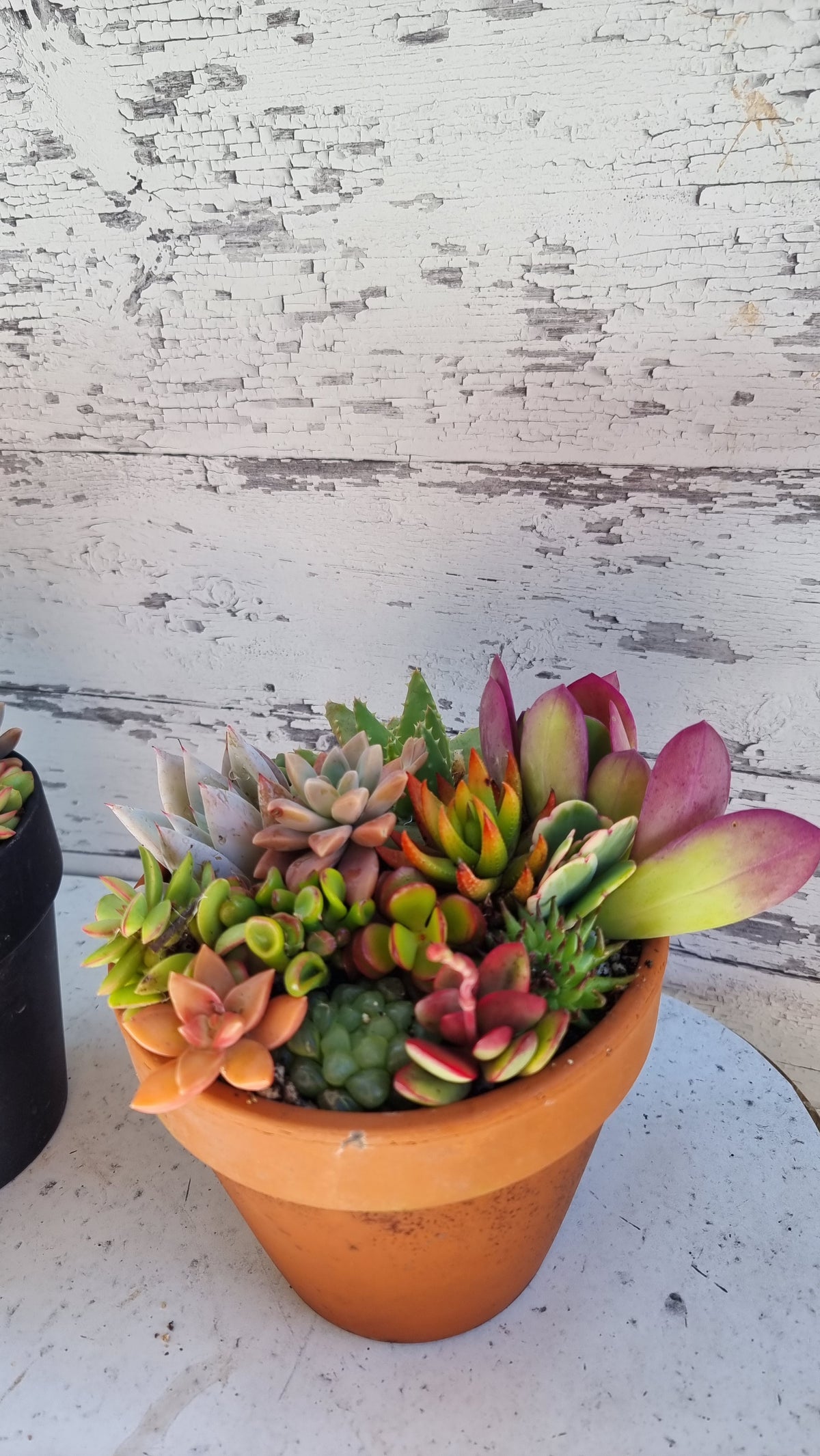 Succulent Bouquet in Terracotta Pot 16cm