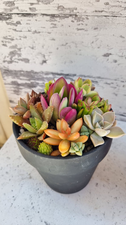 Succulent Bouquet in Terracotta Pot 14cm
