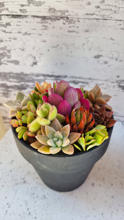 Succulent Bouquet in Terracotta Pot 14cm