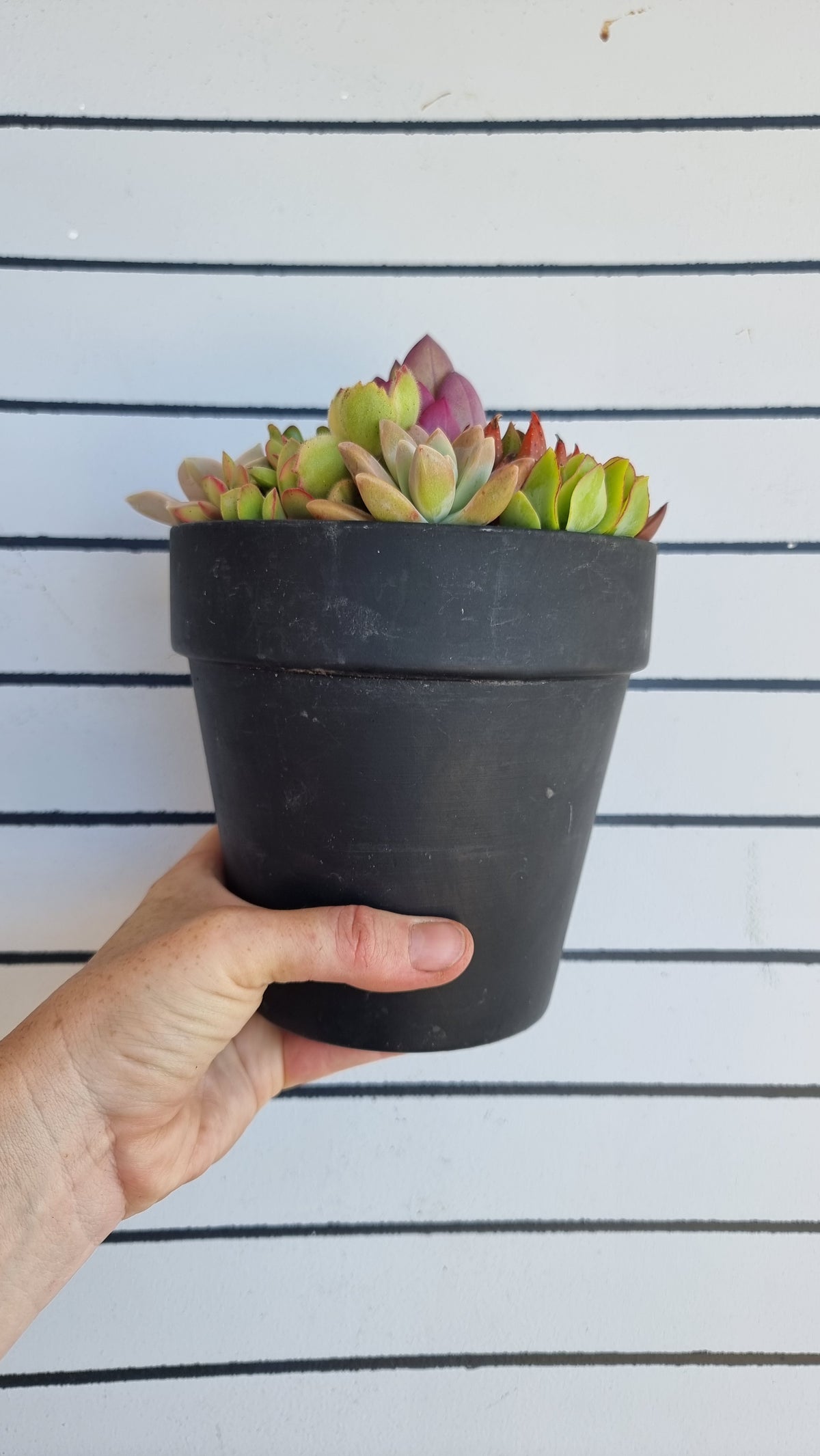 Succulent Bouquet in Terracotta Pot 14cm
