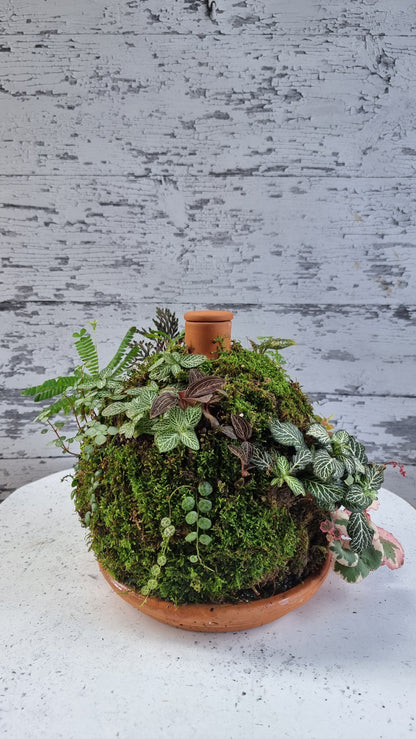 Living Rainforest 3L Olla with Saucer