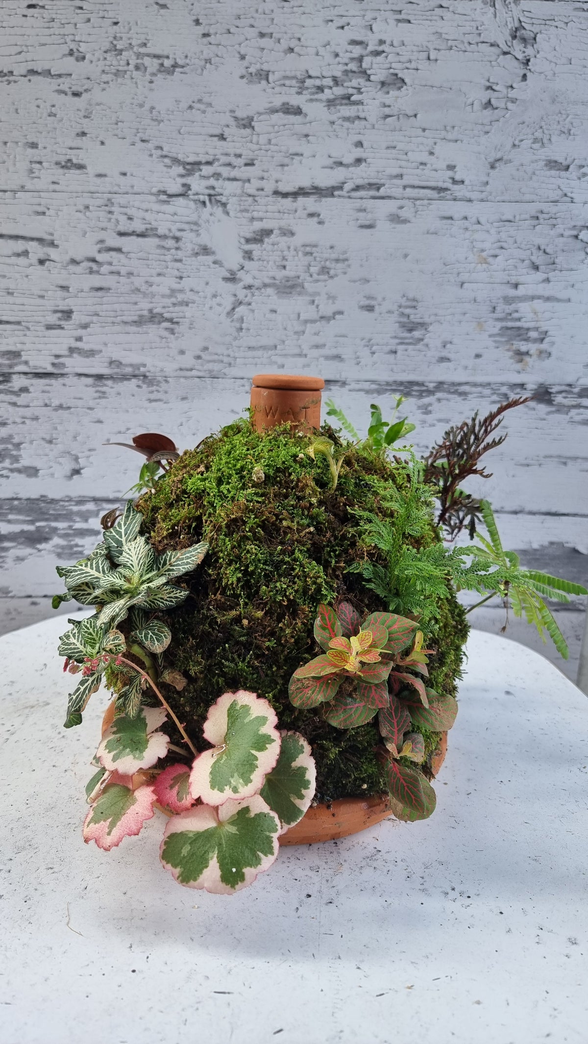 Living Rainforest 3L Olla with Saucer
