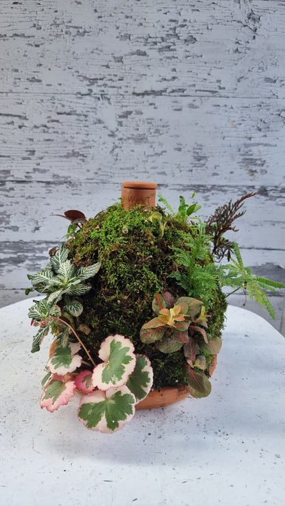 Living Rainforest 3L Olla with Saucer