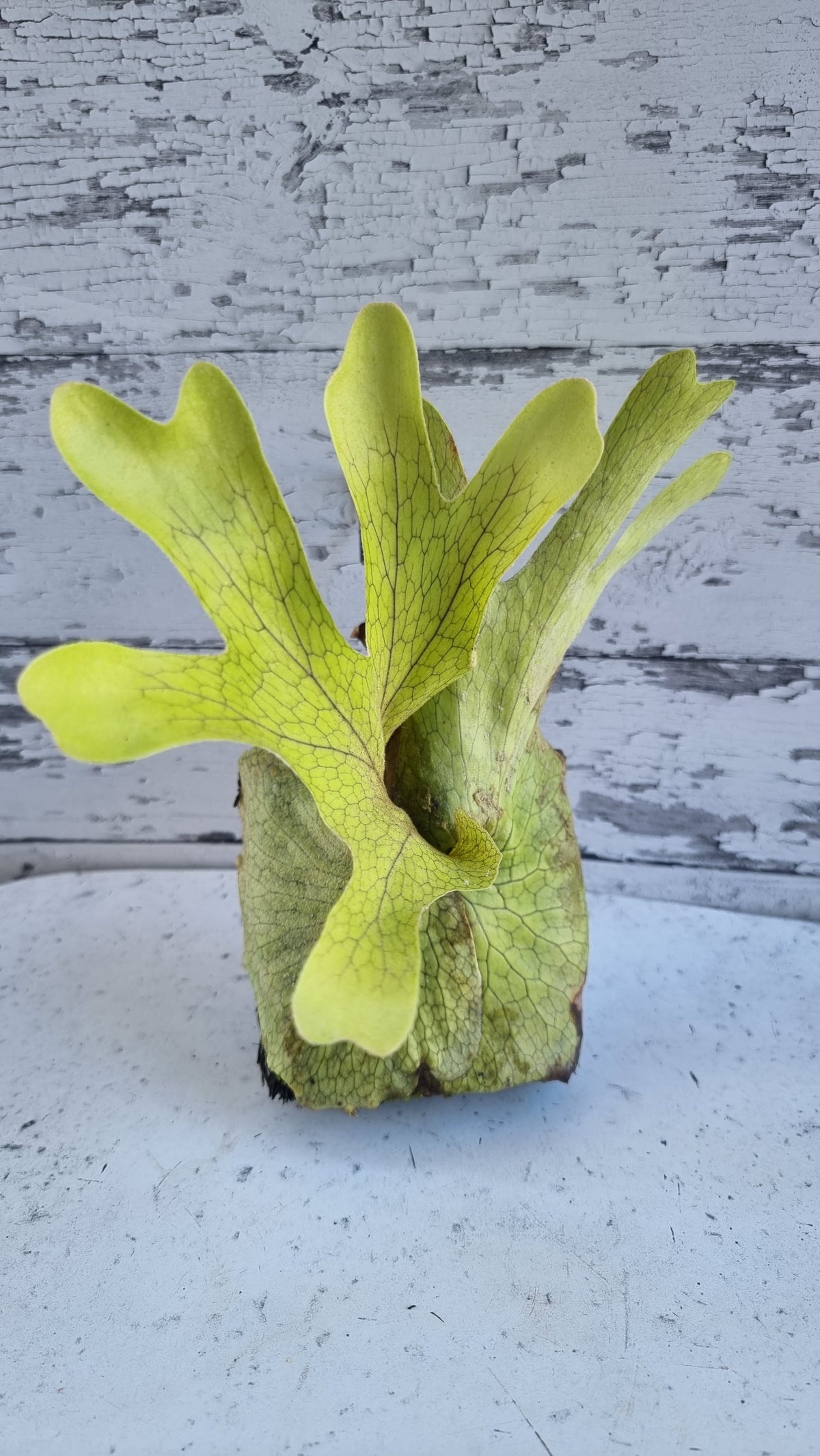 Platycerium superbum - Staghorn Fern