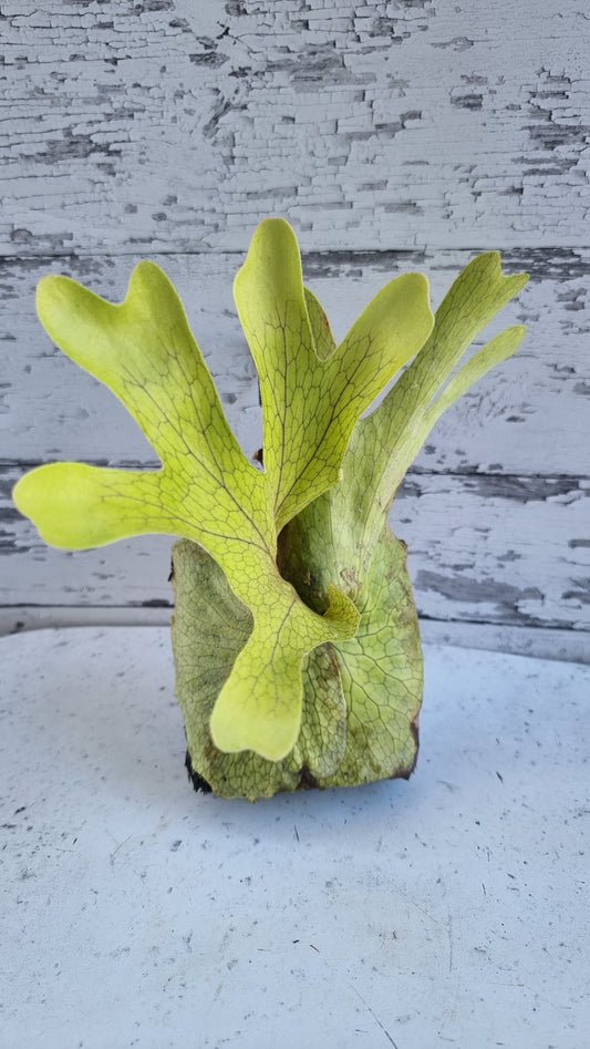 Platycerium superbum - Staghorn Fern