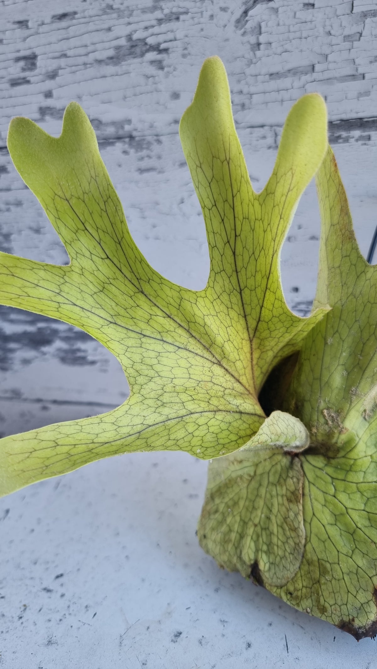 Platycerium superbum - Staghorn Fern