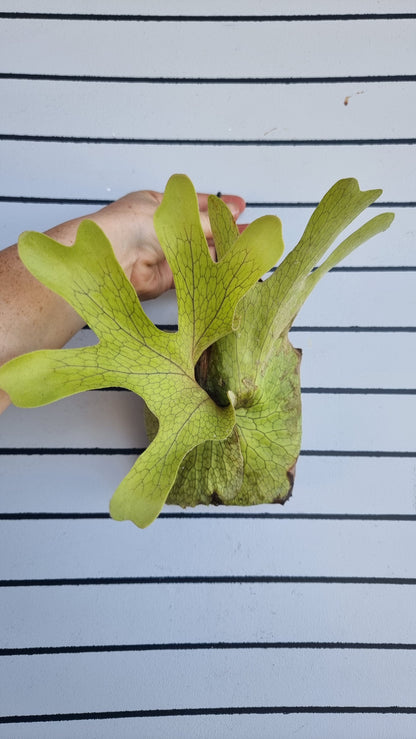 Platycerium superbum - Staghorn Fern