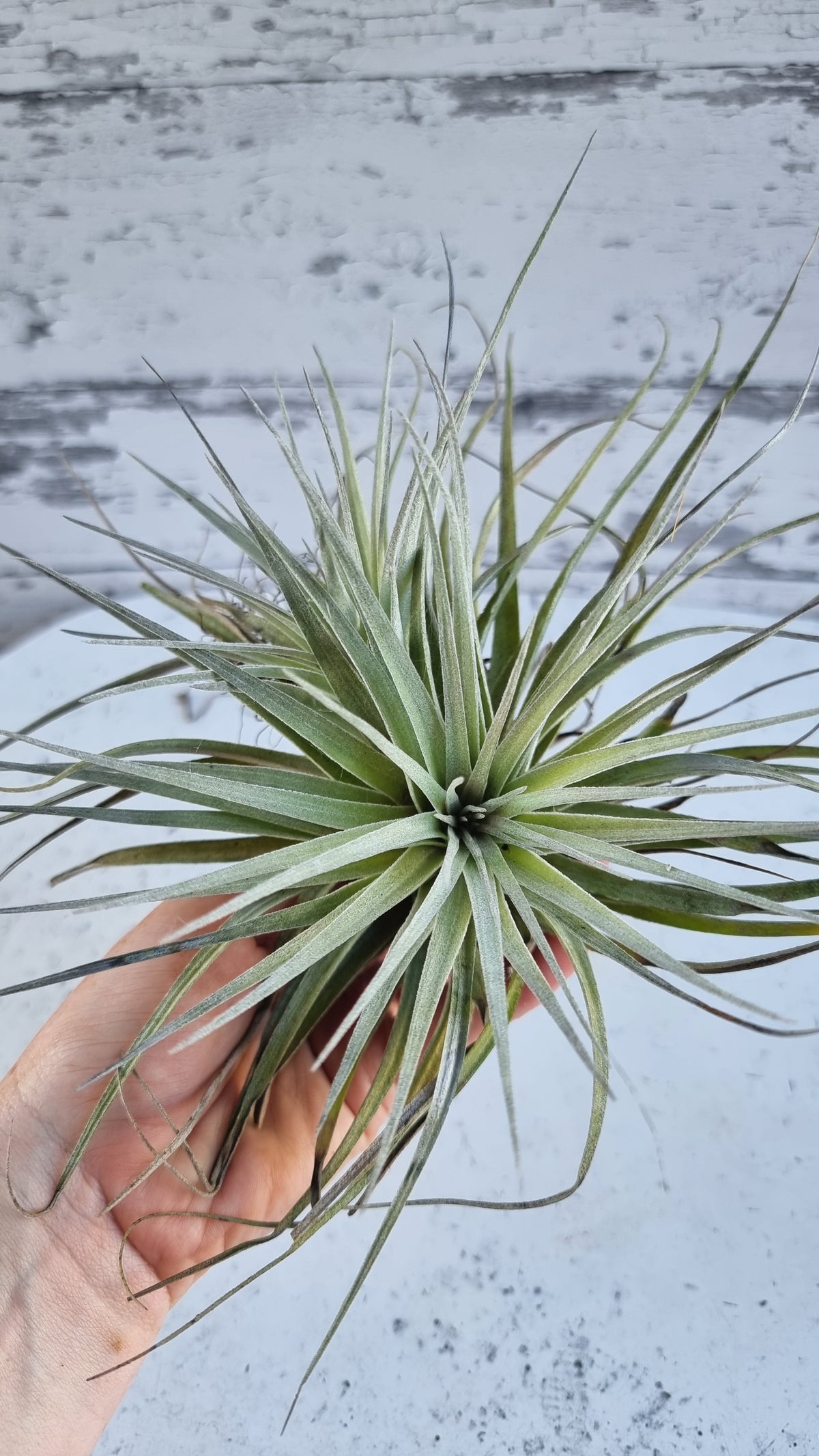 空气凤梨'休斯顿' - 空气植物