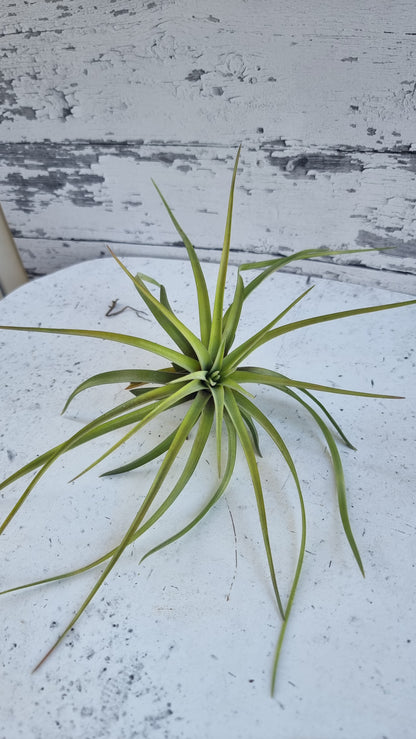 Tillandsia x NOID - Air Plant