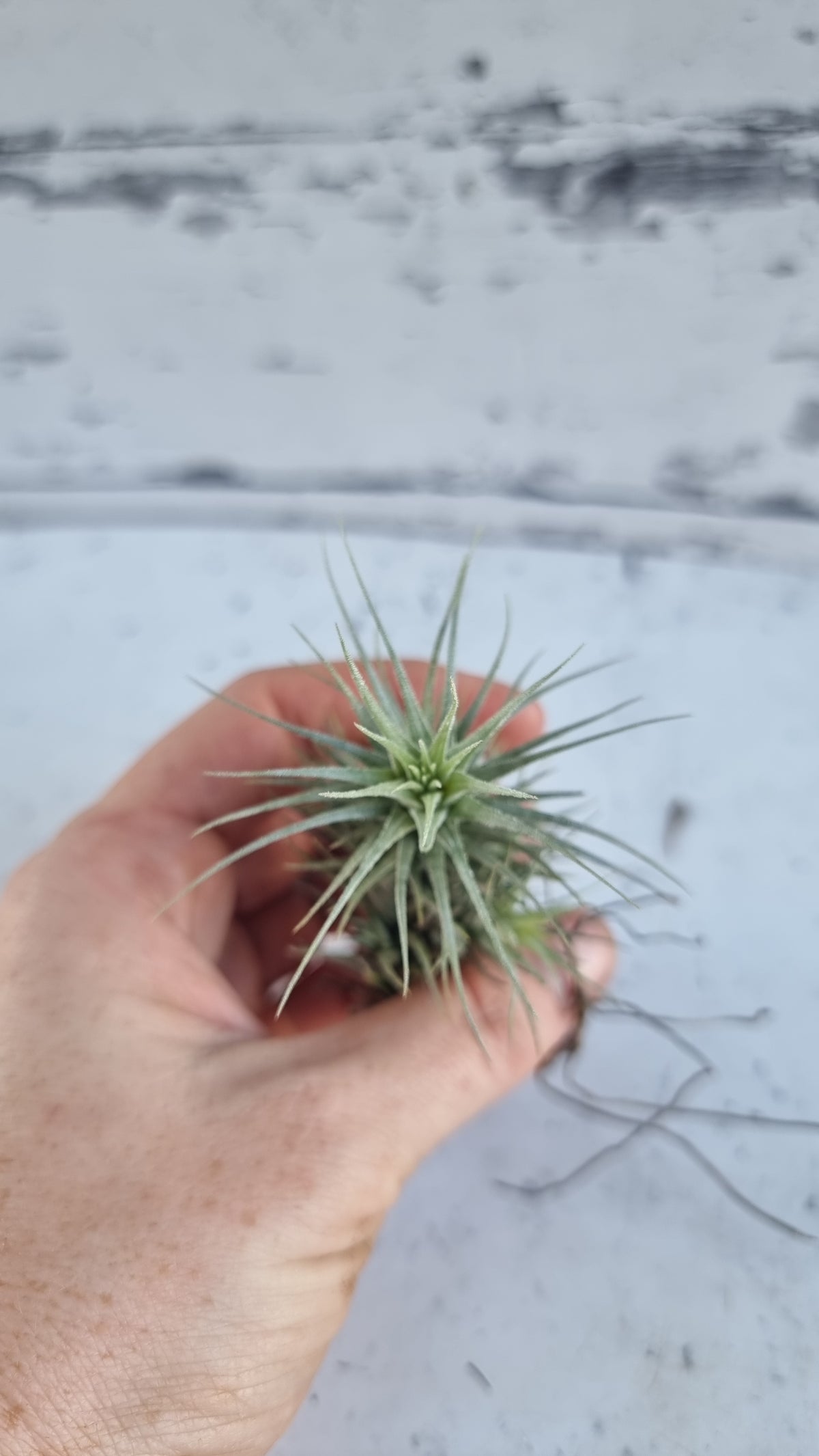 Tillandsia heteromorpha - Air Plant