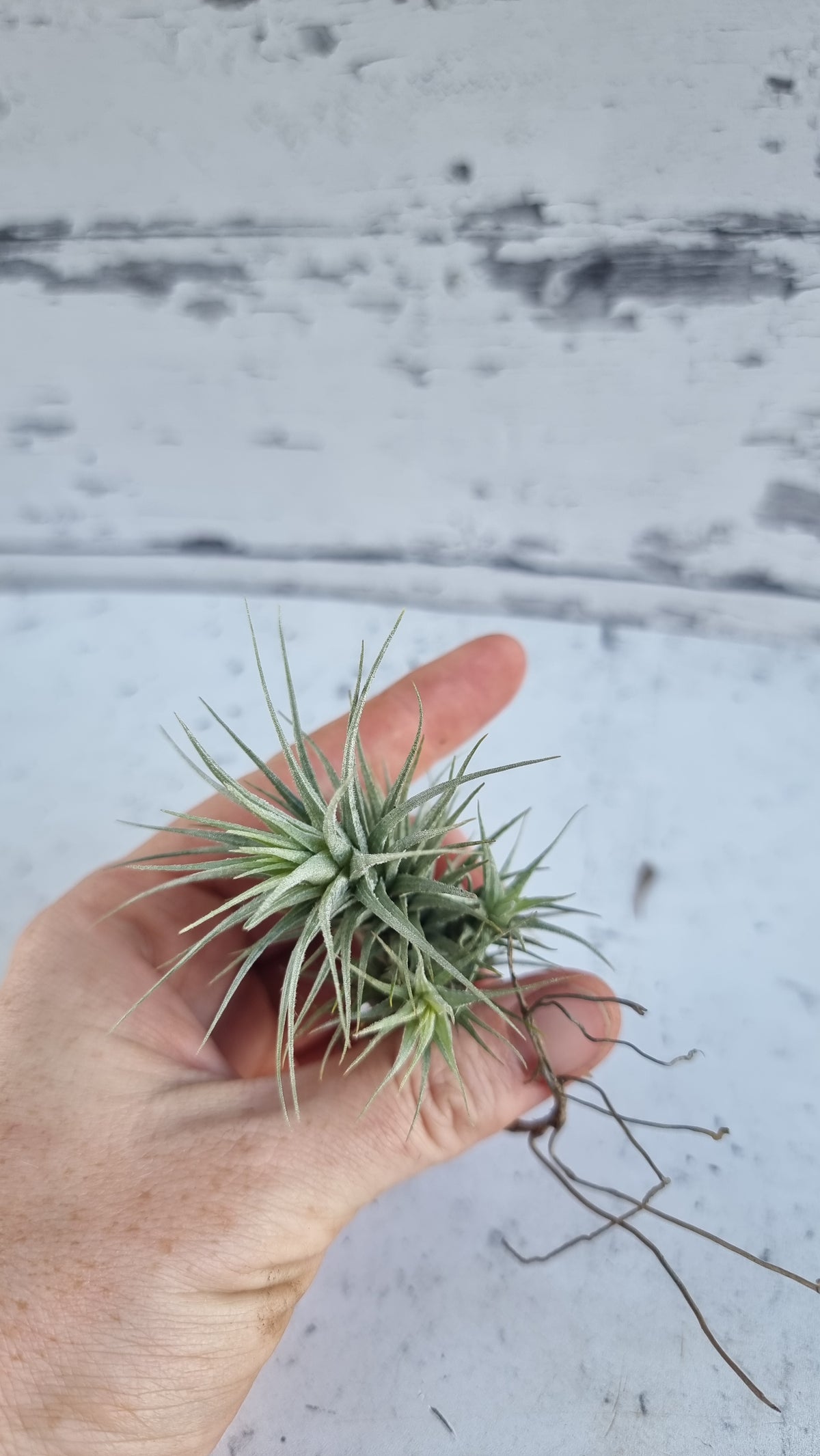 Tillandsia heteromorpha - Air Plant