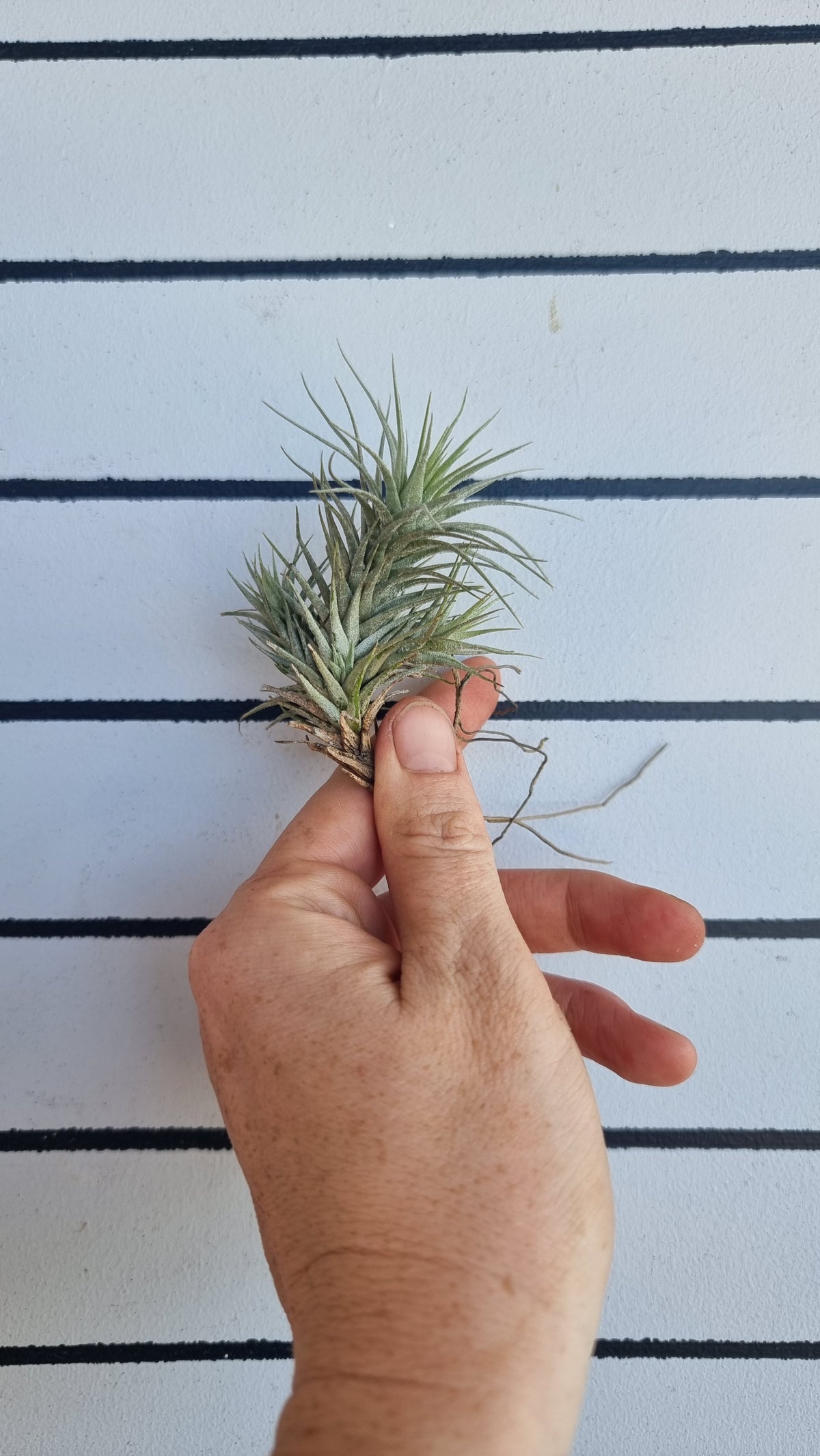 Tillandsia heteromorpha - Air Plant