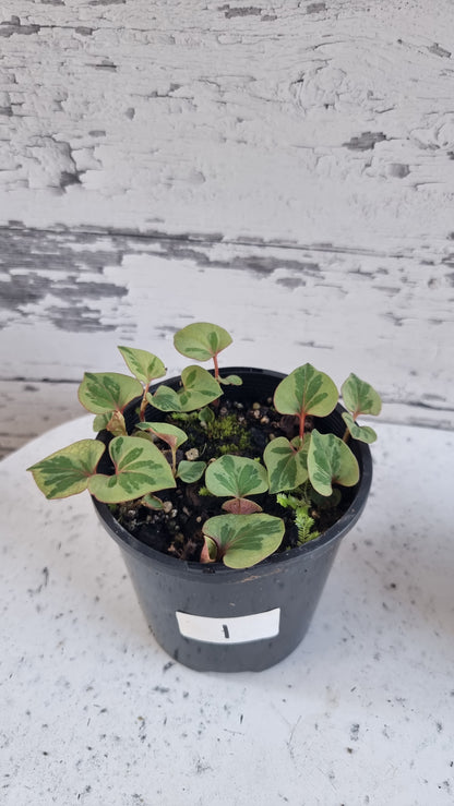 Houttuynia cordata - Chameleon Plant