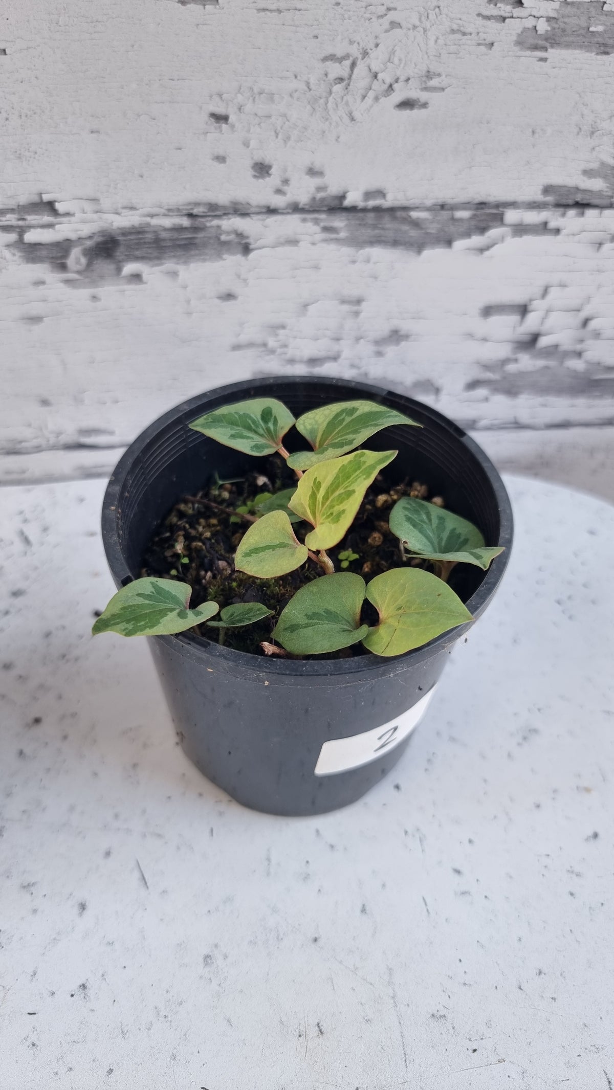 Houttuynia cordata - Chameleon Plant
