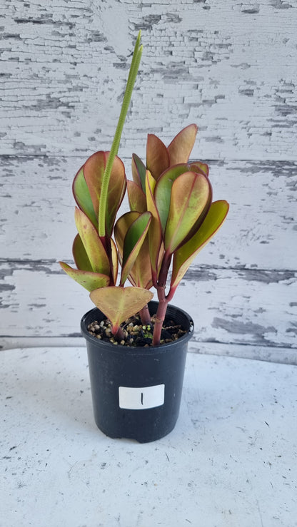 Peperomia clusiifolia 'Red Edge' - 红边散热器植物