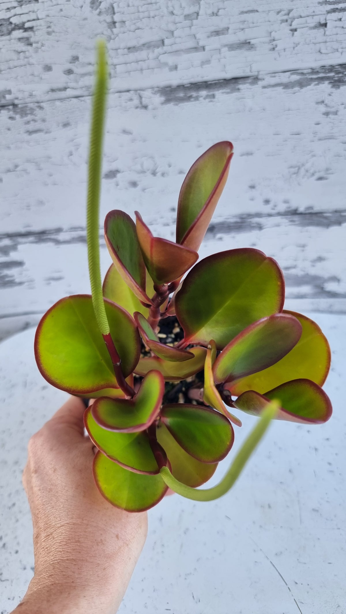 Peperomia clusiifolia 'Red Edge' - 红边散热器植物