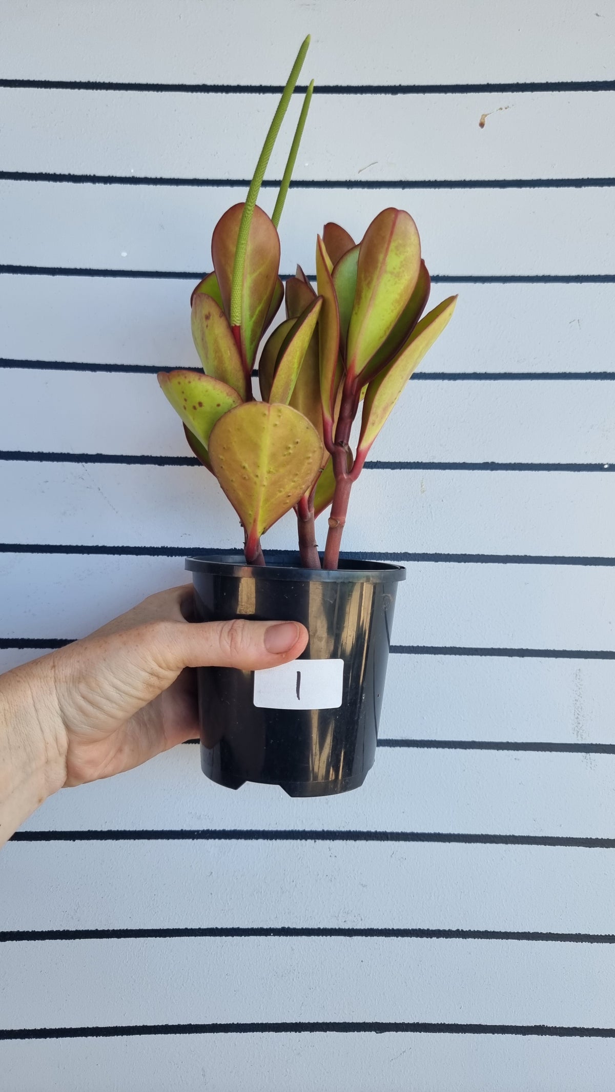 Peperomia clusiifolia 'Red Edge' - 红边散热器植物