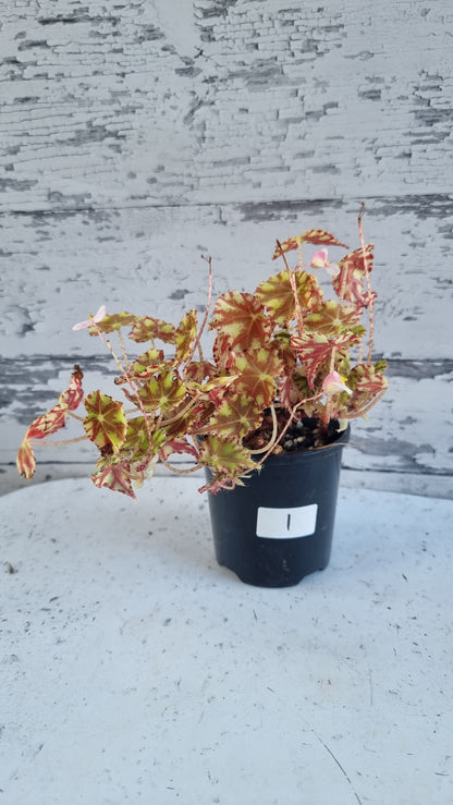 霸王海棠“虎爪” - 根茎睫毛秋海棠