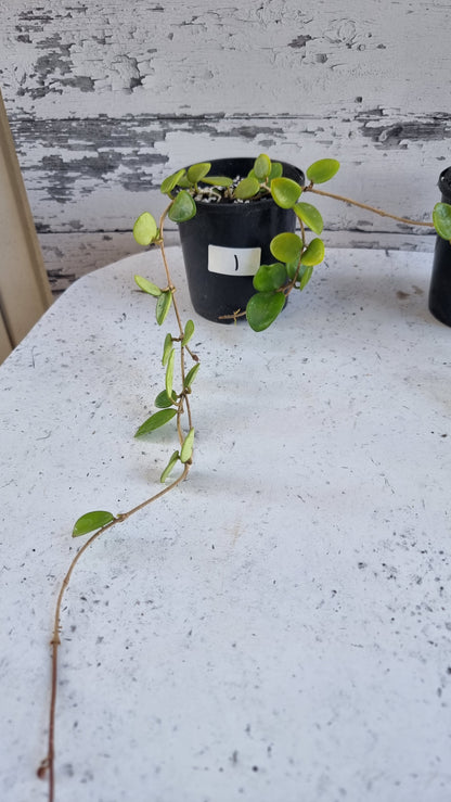 Hoya carnosa x serpens 'Mathilde'