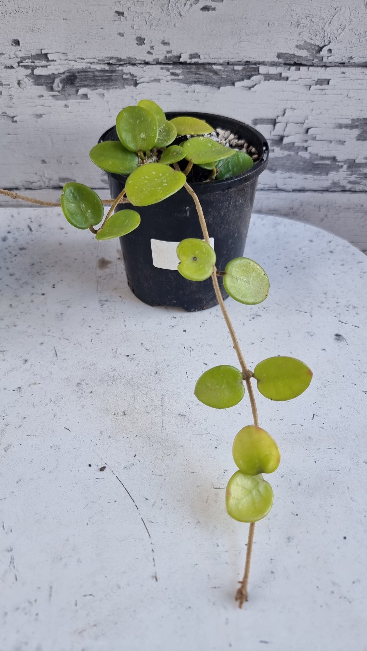 Hoya carnosa x serpens 'Mathilde'