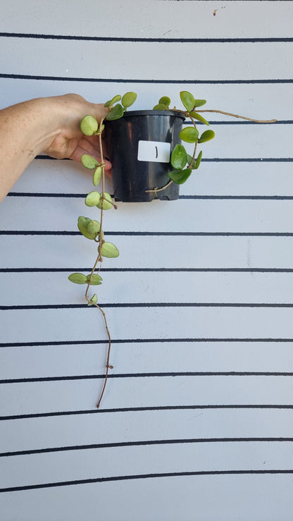 Hoya carnosa x serpens 'Mathilde'