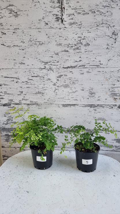 Adiantum raddianum - 三角鐵線蕨