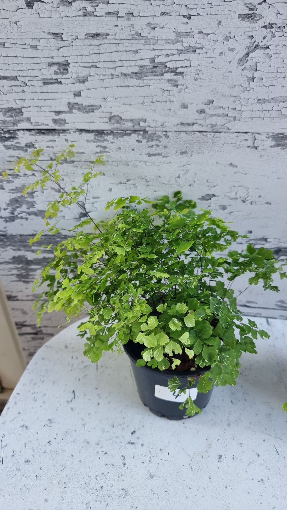 Adiantum raddianum - 三角鐵線蕨