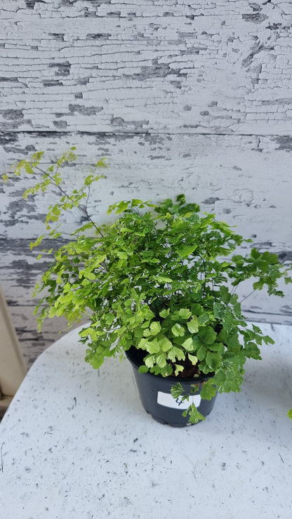 Adiantum raddianum - 三角鐵線蕨