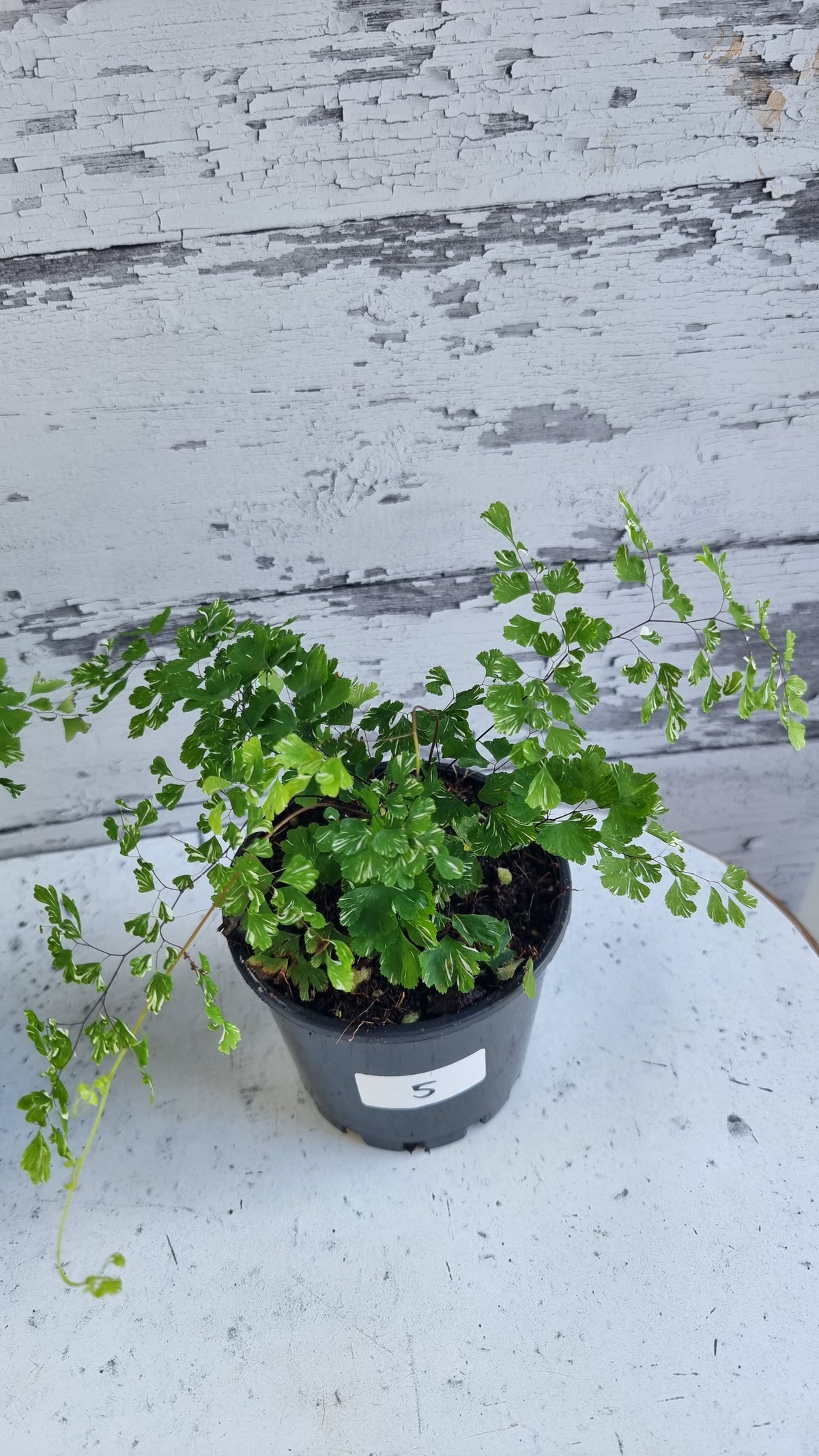 Adiantum raddianum - 三角鐵線蕨