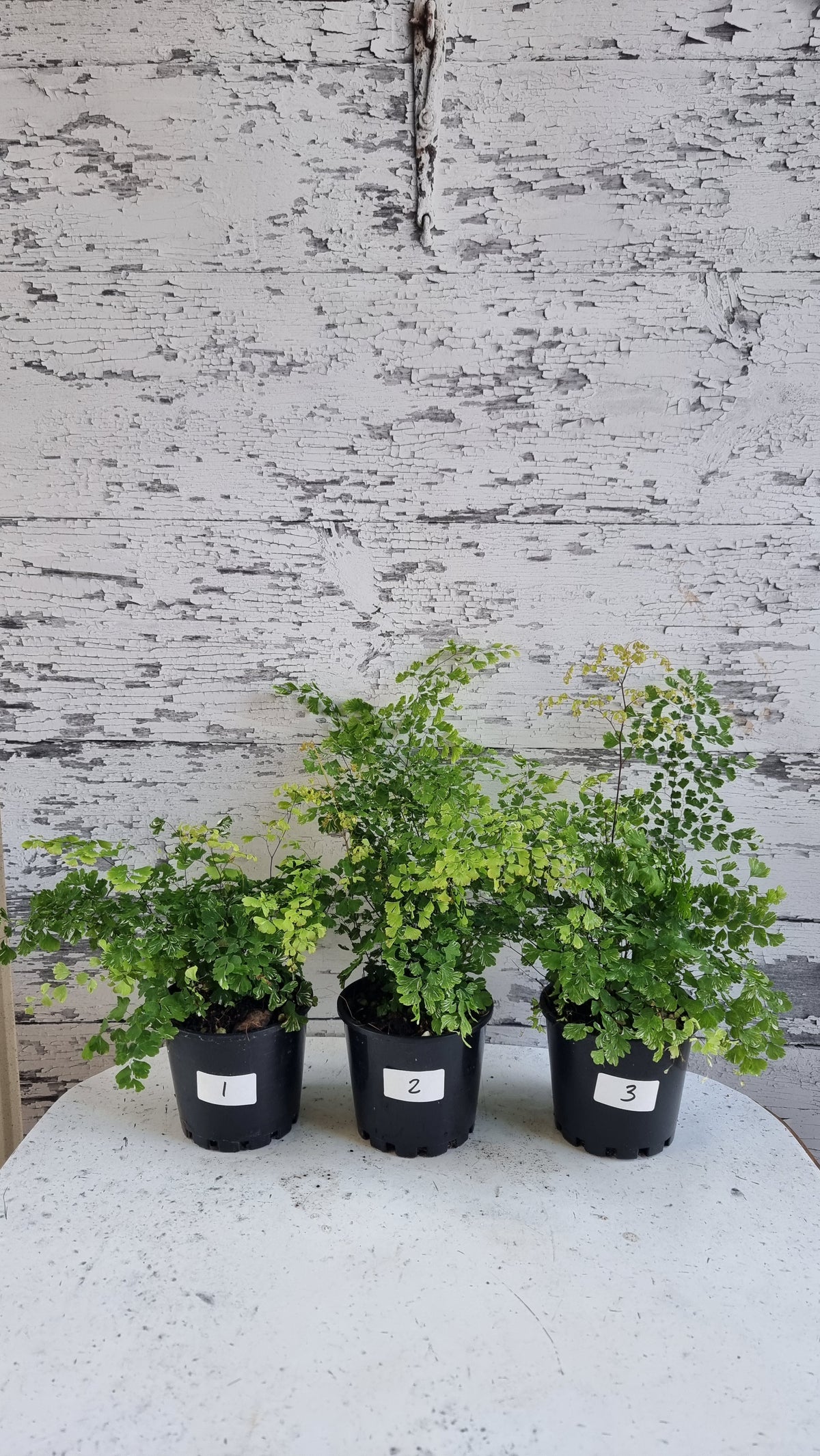 Adiantum raddianum - 三角鐵線蕨
