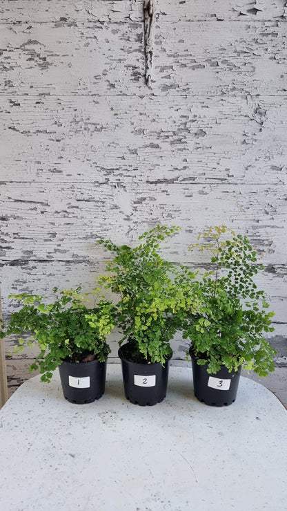 Adiantum raddianum - 三角鐵線蕨