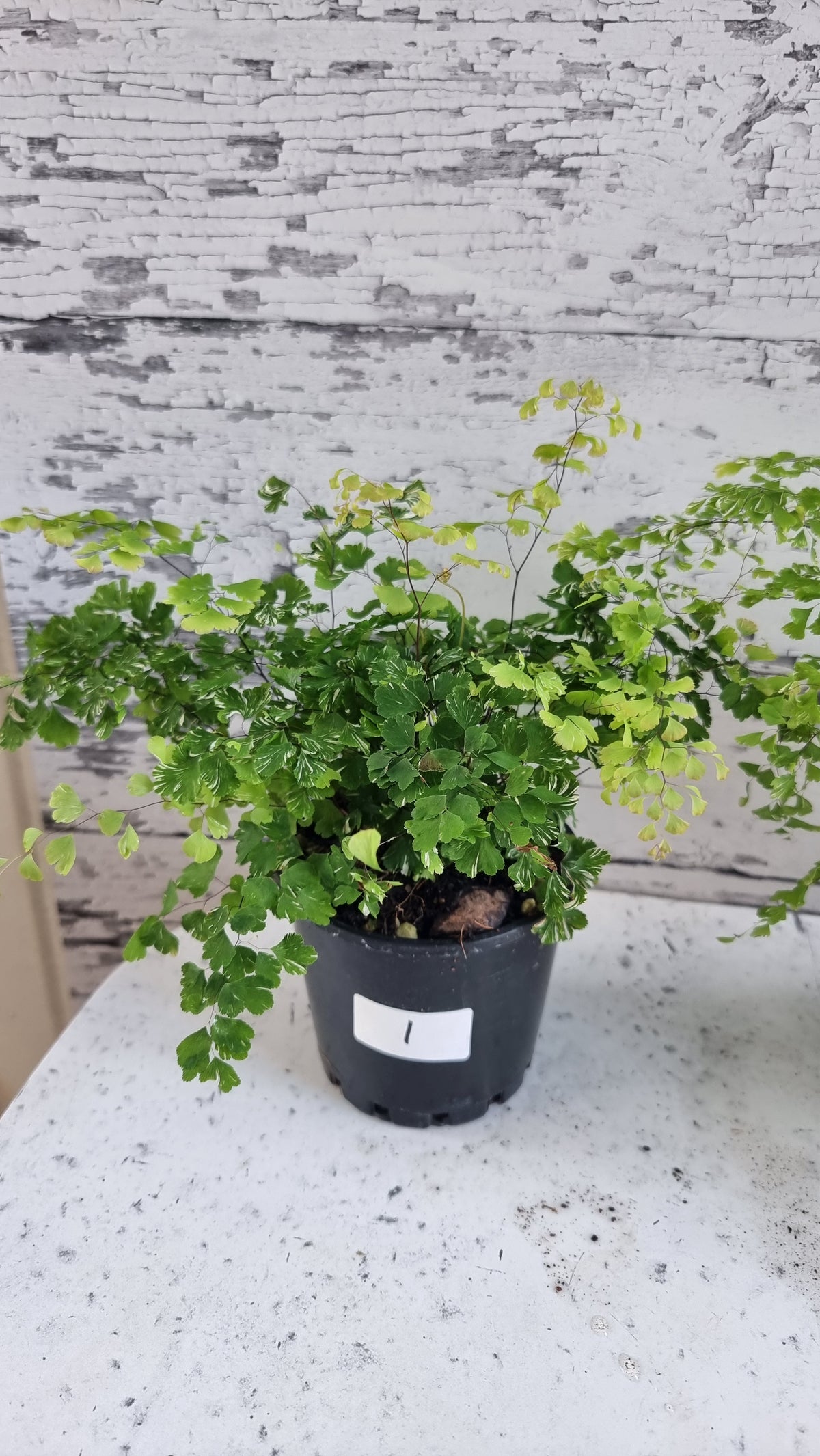 Adiantum raddianum - 三角鐵線蕨