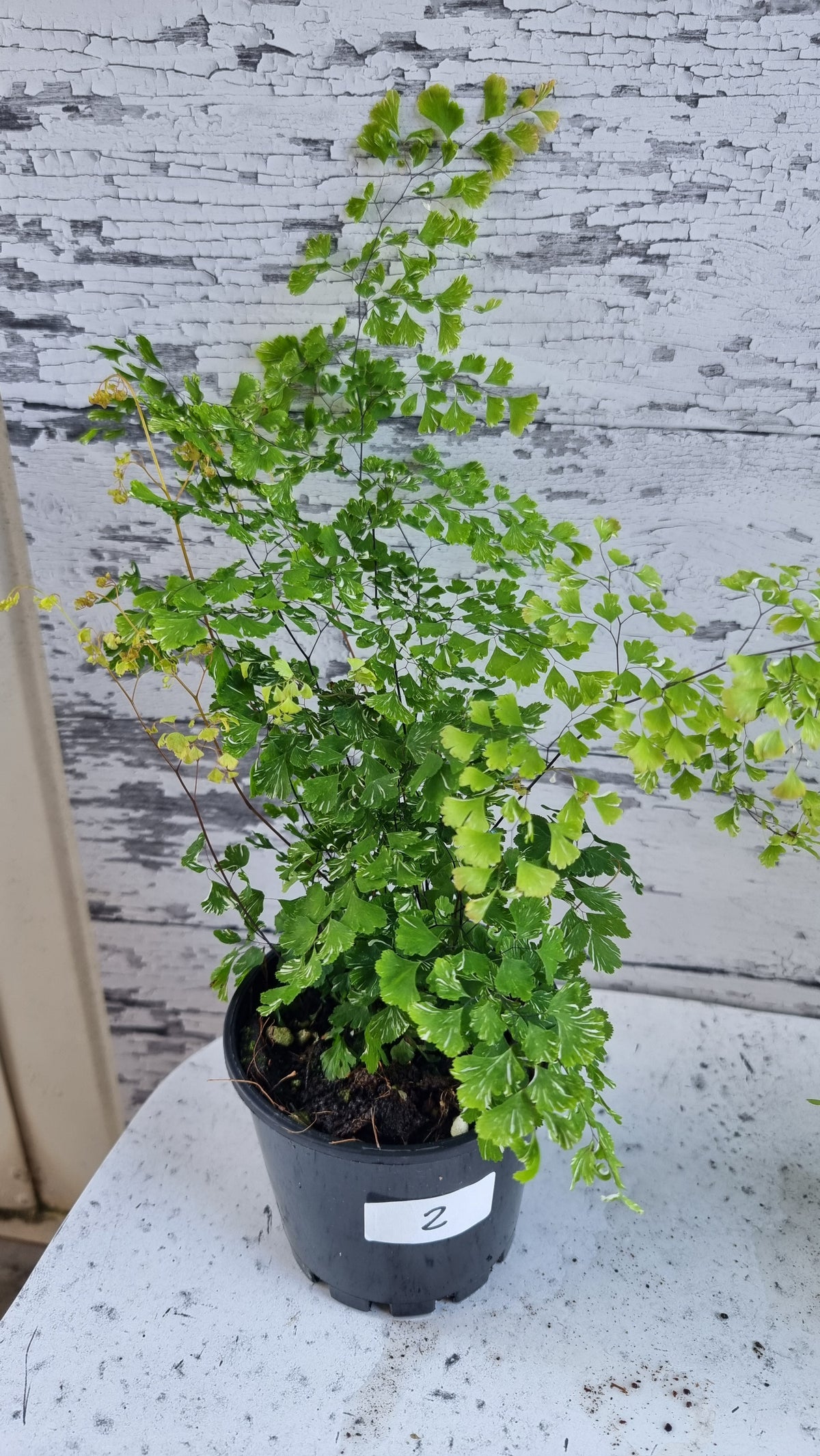 Adiantum raddianum - 三角鐵線蕨