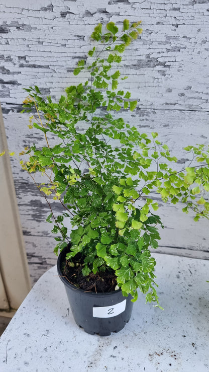 Adiantum raddianum - 三角鐵線蕨