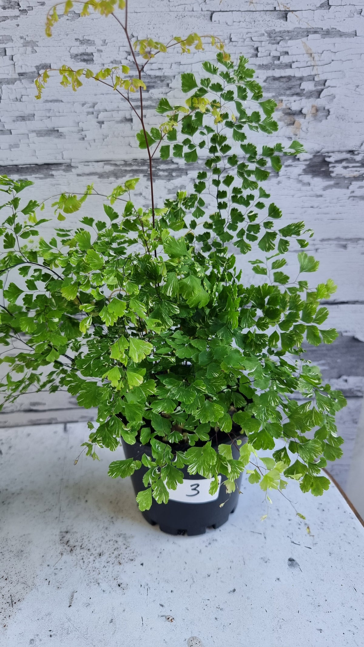 Adiantum raddianum - 三角鐵線蕨