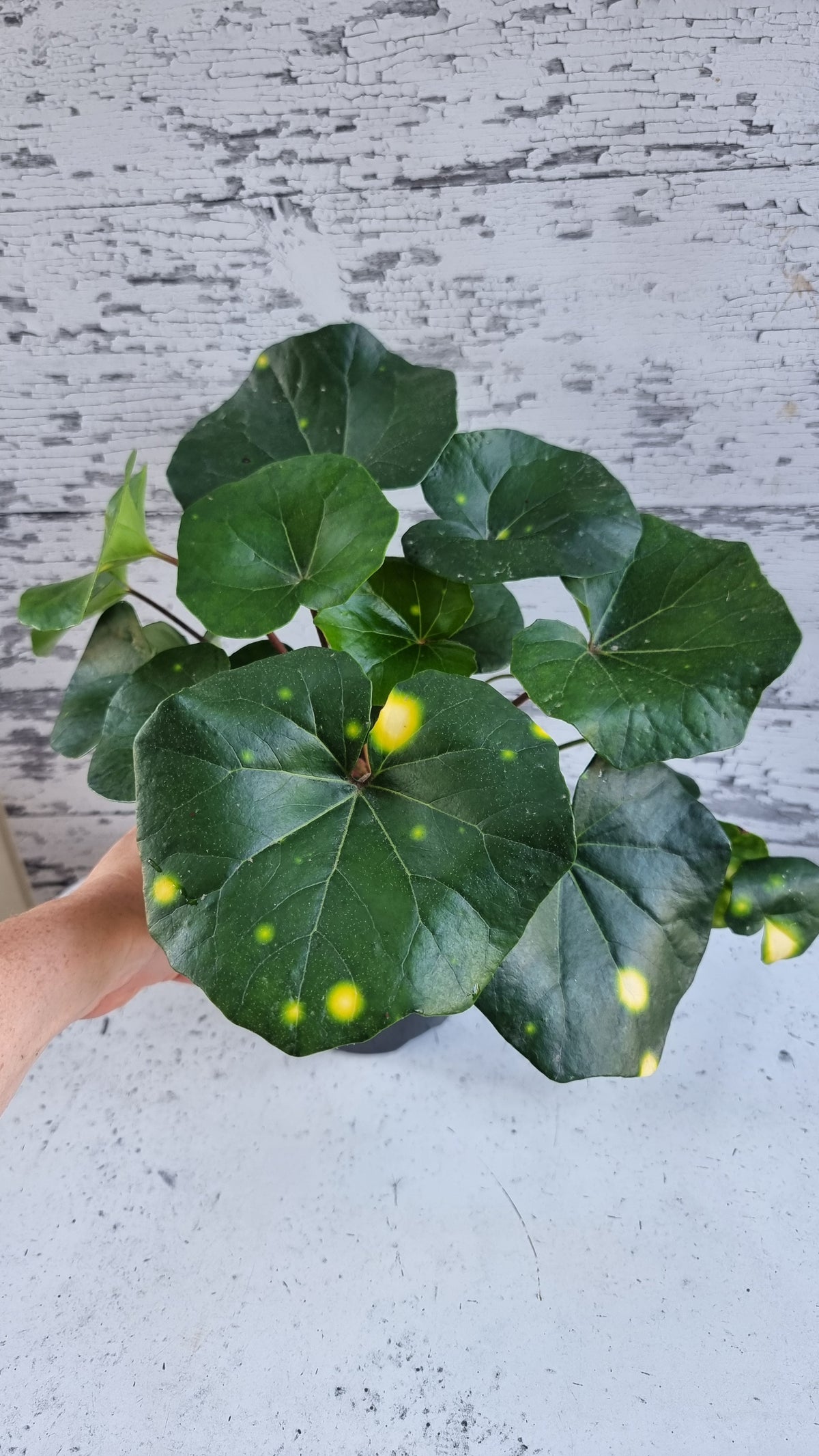Farfugium (prev. Ligularia) japonicum 'Aureomaculatum' - 斑豹植物