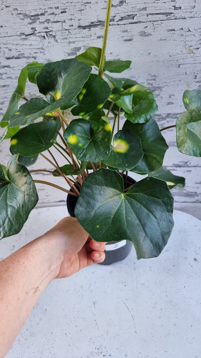 Farfugium (prev. Ligularia) japonicum 'Aureomaculatum' - 斑豹植物