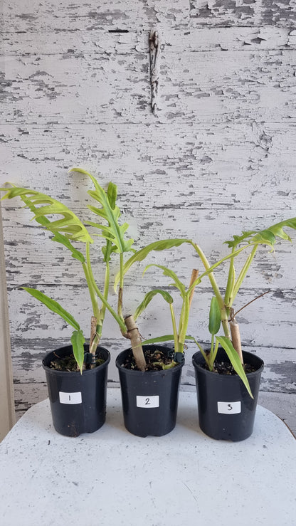 喜林芋