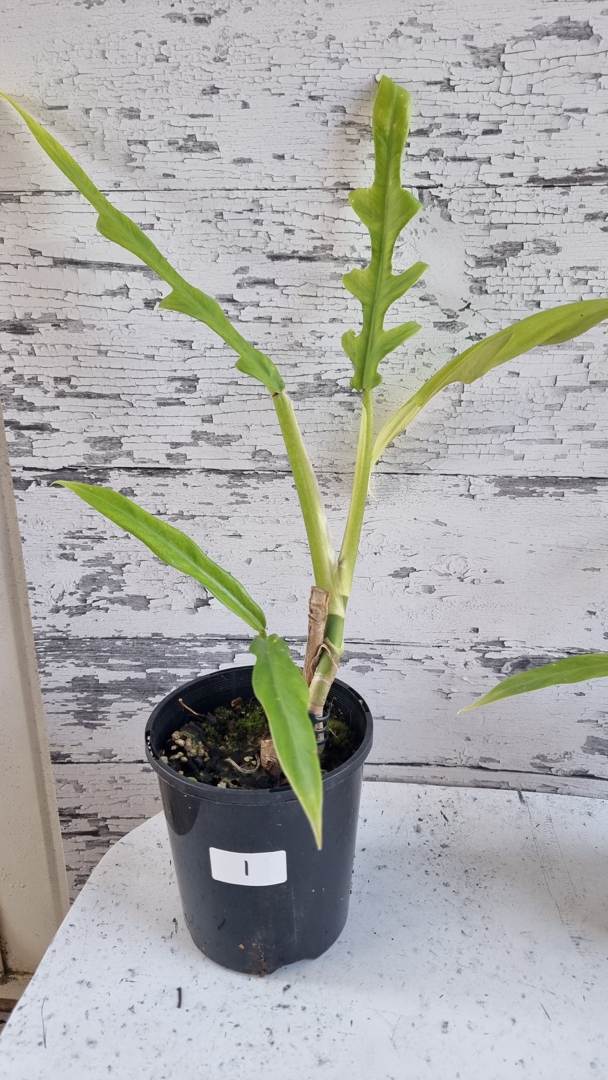 喜林芋
